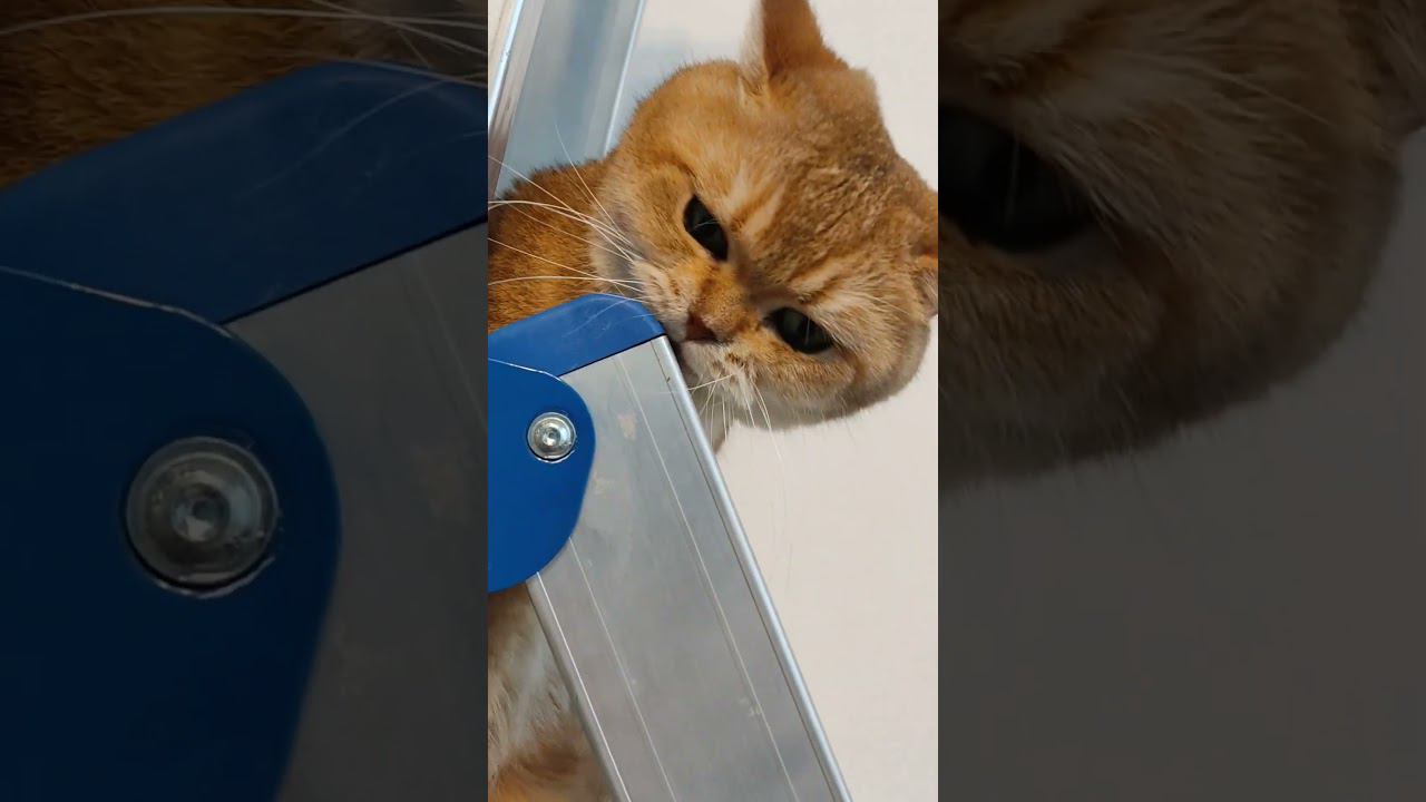 Счастливый кот  #безкотаижизньнета #cat #смешныекоты #funny #котики #золотаяшиншилла