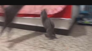 Приколы с котиками. Котики #23