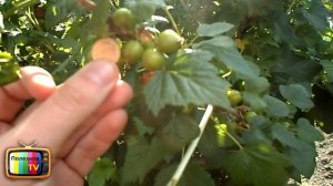 ПОДКОРМКА СМОРОДИНЫ ДЛЯ УВЕЛИЧЕНИЯ УРОЖАЯ И СОЗРЕВАНИЯ