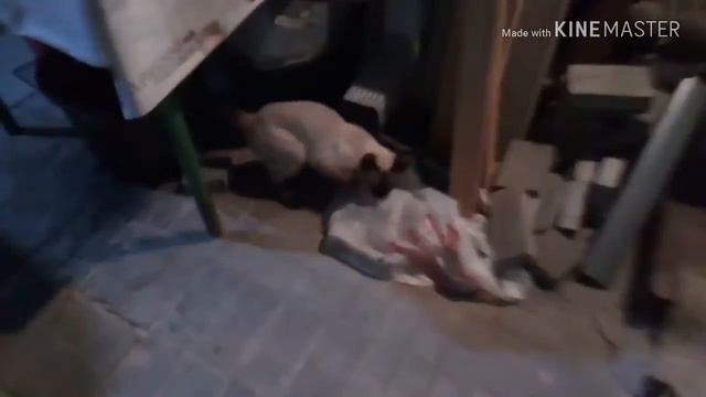 Кагда кошки анфиски сняли пупону