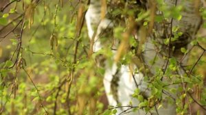 A Year in the Life of a Silver Birch