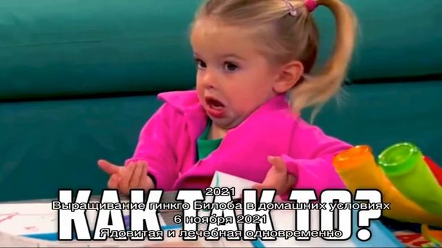 Как эффективно избавиться от вредителя дачного участка жука-стригуна смотреть онлайн