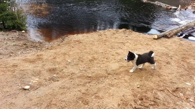 Russian-European Laika лайка русско-европейская, щенки (Кузя и Муха) смотреть онлайн