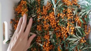 Как легко и быстро собрать ягоды облепихи 🌱
