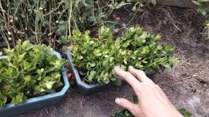 КАЛАНХОЭ..РАЗВЕДЕНИЕ..ДОПОЛНИТЕЛЬНЫЙ.   ЗАРАБОТОК .....