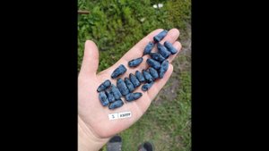 АМУР сорт жимолости с очень сладкой ягодой раннего срока созревания