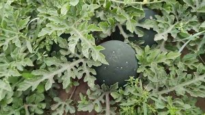 арбуз Лакомый кусочек