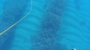 Подводная охота. Чёрное море.  Рекордный Сибас (Лаврак) 8+ кг.