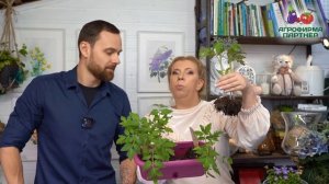 Пикировка томатов. Практические советы