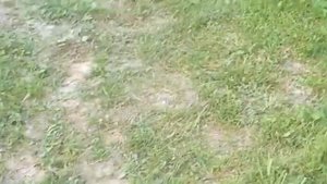 ГОРТЕНЗИЯ ФАНТОМ И ДРУГИЕ. Гигантская красота! Обзор гортензий на 6 августа 2022.