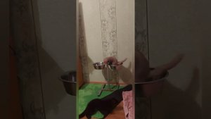 Домашний соболь/домашняя норка