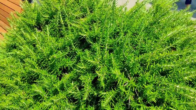 Обзор🎥 Кумкват с плодами. Почвопокровные культуры. 🌹Роза. 🪴Розмарин.🌸 Мезембриантениум. Кизильник.. смотреть онлайн