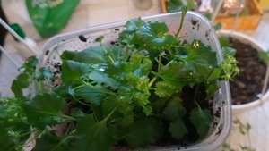 #колокольчикжених Чудо средство для кампанулы