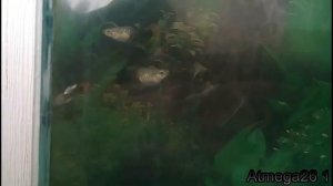 Селекция гуппи-первое скрещивание (ждем потомство)