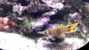 Аквариумная рыбка, Бабочка пинцет, Носатый хелмон, Chelmon rostratus, океанариум спб