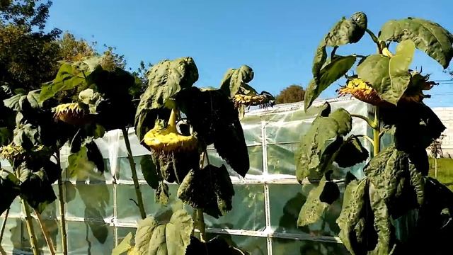 Птицы уже Прилетели и начали Клевать ???ПОДСОЛНУХИ. Огромный Урожай??? ПОДСОЛНУХОВ???. 7.09.23 смотреть онлайн