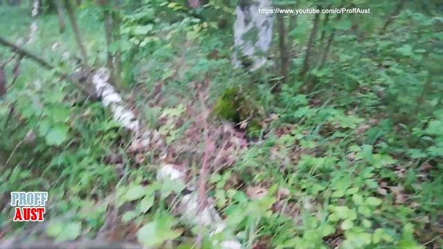 Грибная охота во Владимирской области, где найти множество грибов, включая съедобные и ядовитые смотреть онлайн