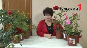 посадка и уход за розами