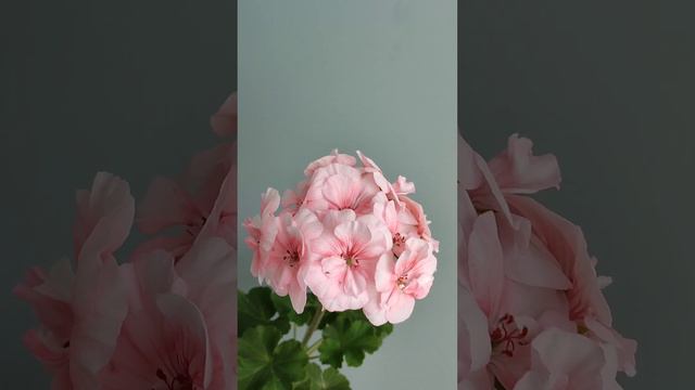 Пеларгонія PAC Salmon Komtess смотреть онлайн