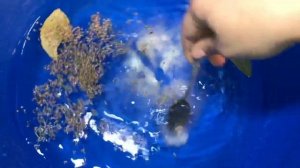 Брось ЛАВРОВЫЙ ЛИСТ в тазик с водой и грибок уйдет