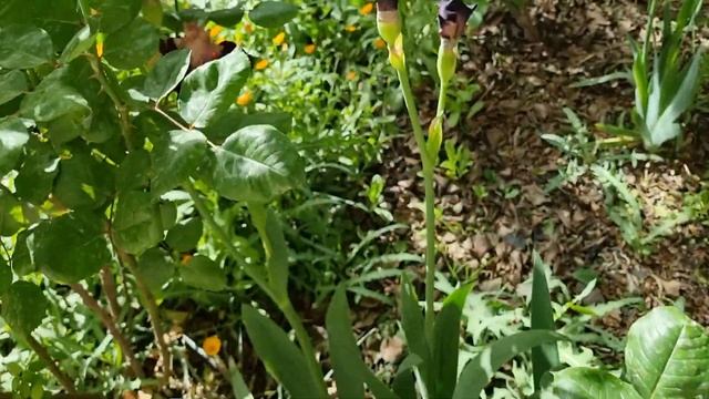 в саду цветут ирисы смотреть онлайн