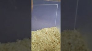 Можно ли хомякам опилки?/ плюсы и минусы опилок