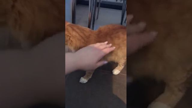 Лис Лисыч дома 1 смотреть онлайн