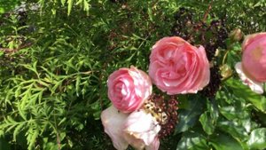 Розы-первогодки  Сурир де Хавр, Ди ДИ Бриджуотер, Розенфасцинацион в конце августа 2019