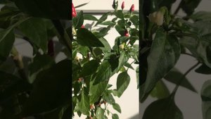 Острый перчик "Огонёк"на подоконнике.