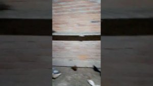 Голуби:Краснодарские, турецкая такла