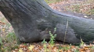 Культ мёртвого великана (Колокшанский истукан). Авт: Антон Ефимов