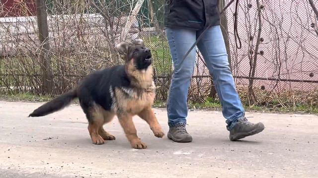 Питомник немецких овчарок