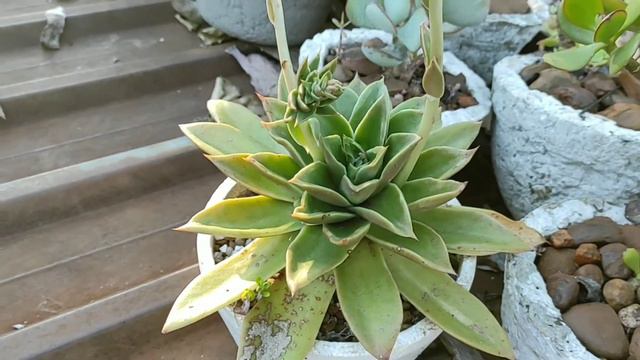 suculentas en Flor 24 смотреть онлайн