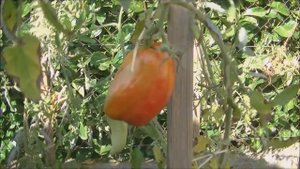 🍅TOMATE Andine Cornue des Andes🍅