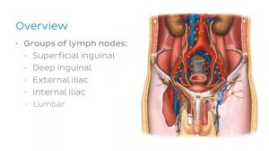 Lymphatics of the male genitalia (preview) - Human Anatomy | Kenhub