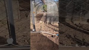 в 6 минутах о рациональном размещении грядок в теплице для эффективного земледелия