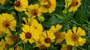 Самые морозостойкие многолетники для сада!