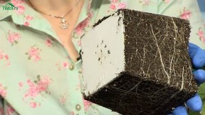 ? Огурцы на подоконнике. Практические советы от Марины Рыкалиной - 7 дач