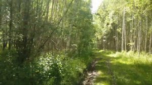 Лето. Путешествие на мотоцикле Планета 5 по лесам.Часть 1.