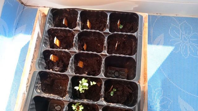 ВЫРАСТИ С ЛЕНТОЙ.НАШИ ПОСАДКИ.#вырастислентой #лента # смотреть онлайн