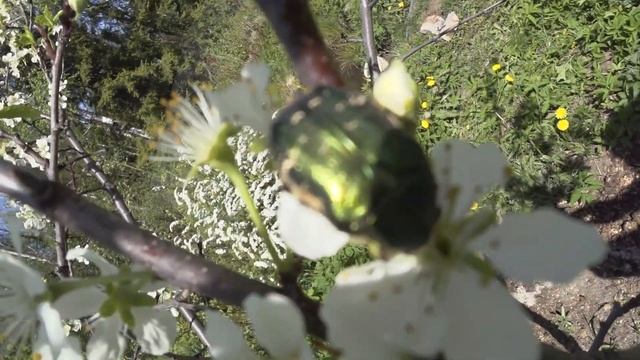 ПОЛИВ ПЛОДОВЫХ ДЕРЕВЬЕВ ВЕСНОЙ | ЦВЕТЕНИЕ ПЛОДОВЫХ ДЕРЕВЬЕВ