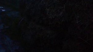 Звуки природы. А вы слышали, как поёт медведка?