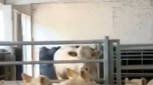 Быки самые большие. Быки Шароле. Быки на откорме. КРС. МЭЦ.