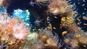 Aquarium of Oceanographic Museum (Monaco)