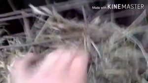 Заготовка сена для кроликов||жизнь в деревне