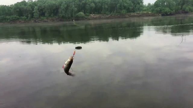 Попал на жор окуня. смотреть онлайн