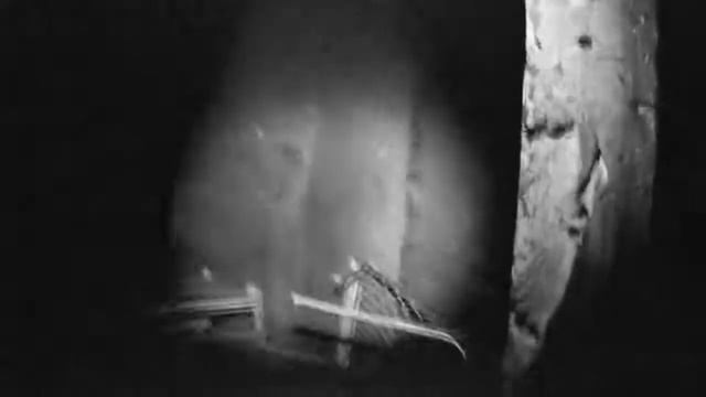 Чёрный кот смотреть онлайн