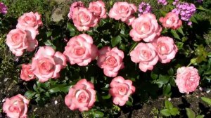 Изумительная Isabelle Aubret !!! Друзья,остановитесь на минуточку и полюбуйтесь этой красотой!!!