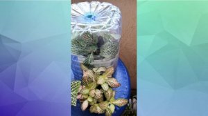 Фиттония. Уход зафиттонией, пересадка и укоренение