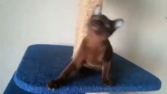 Котенок Бурма www.burmania.ru смотреть онлайн